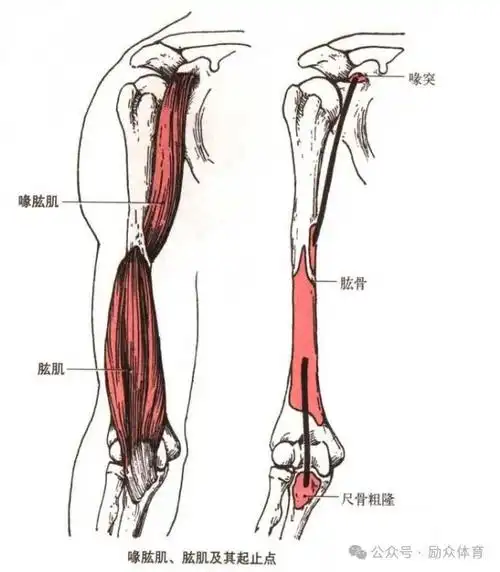 自脊神经臂丛的肌皮神经止点:肱骨中部内侧起点:肩胛骨喙突喙肱肌机能