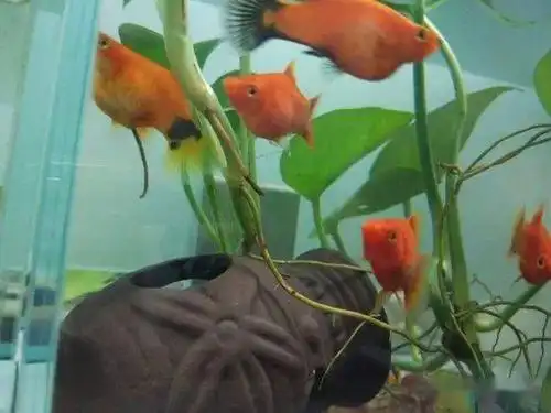 晒图大肚子好几个月的米奇鱼终于生小鱼了