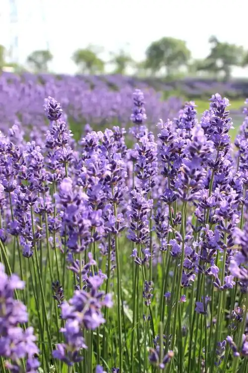 薰衣草的功效与使用