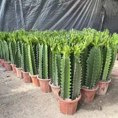 仙人掌树大型植物龙骨盆栽室内室外绿植造景仙人柱装饰摆-阿里巴巴