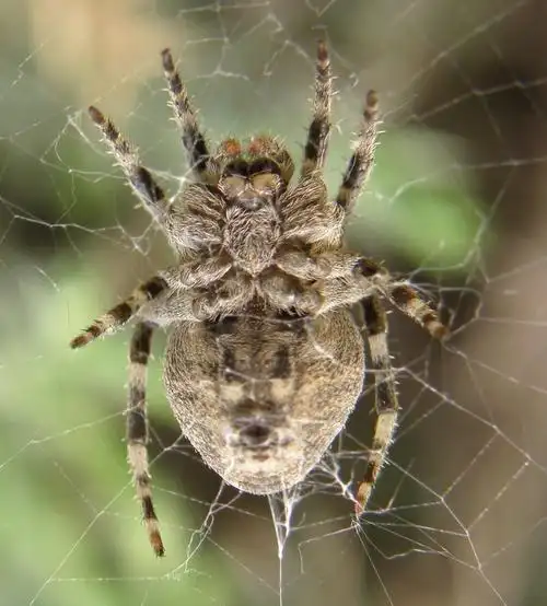 超级大蜘******************************************************蛛