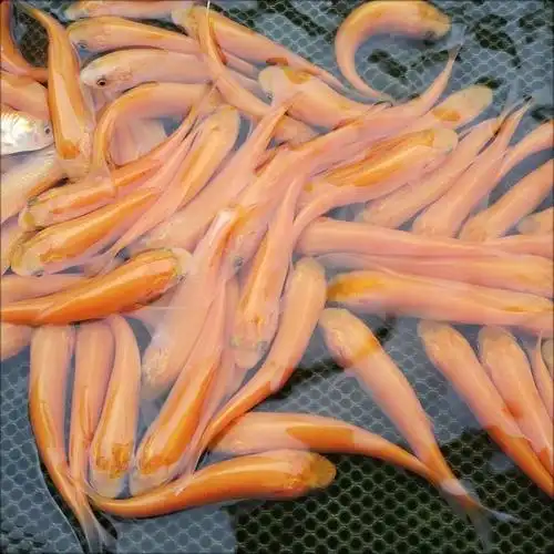 金草鱼草鱼名贵稀有品种俄罗斯淡水鱼活体包邮包邮包鱼