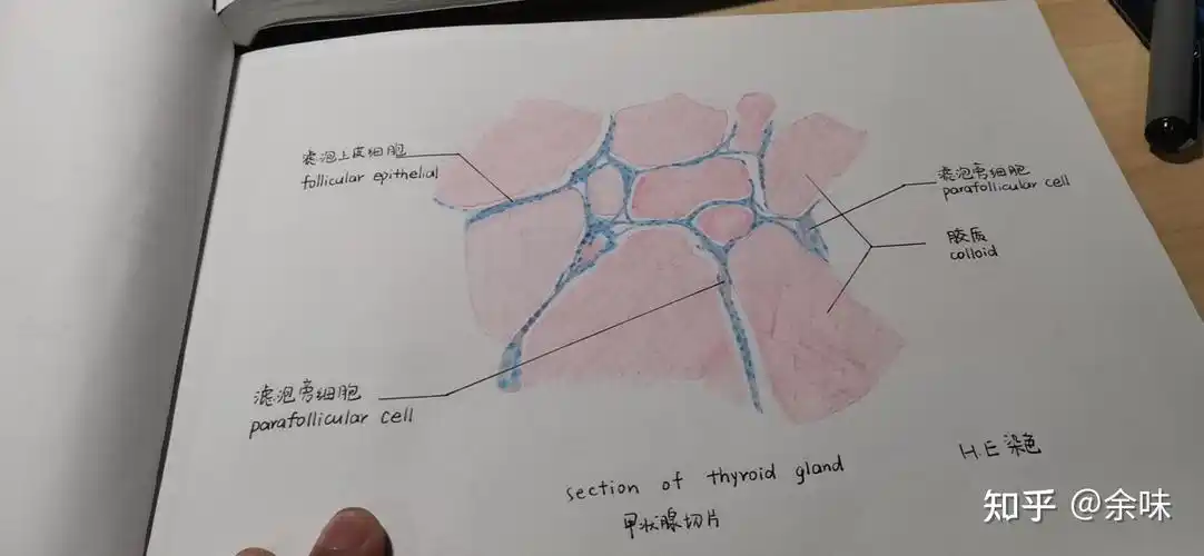 组胚红蓝铅笔绘图