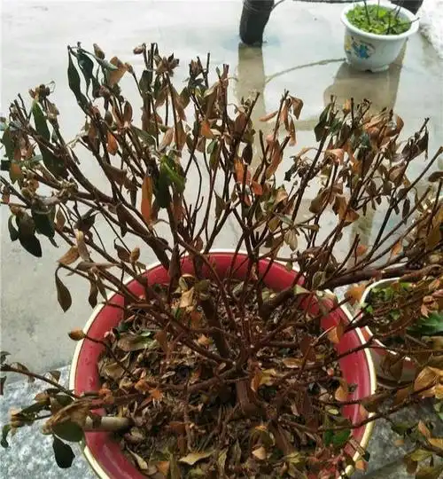 注意3点,杜鹃叶片油绿不干枯,开出满树的花