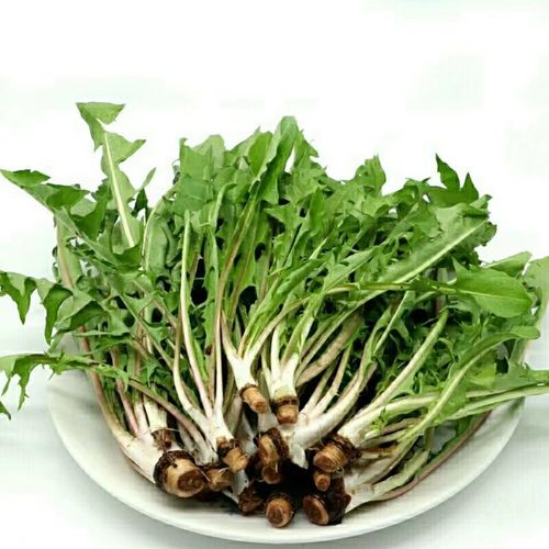 东北野生婆婆丁蘸酱菜深圳现货特产2022新鲜蒲公英野菜整颗带根