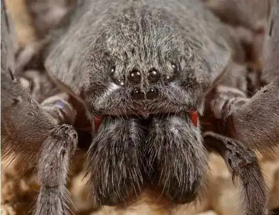 相传八眼巨蛛被认为是巫师培育出来的,可能是为了让