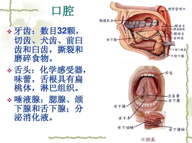 无忧文档 所有分类 高等教育 医学 人体结构与生理功能ppt 口腔 牙齿