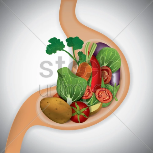 stomach with healthy food