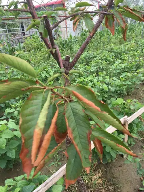 我种植的樱桃树叶子发枯