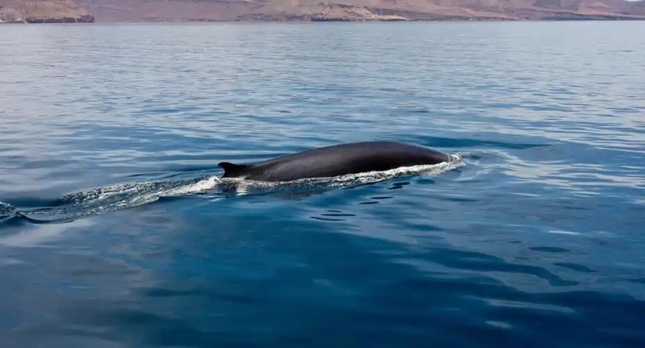 welcome to the world of whales and dolphins