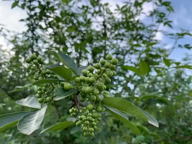 九叶青花椒