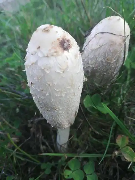 可食用野蘑菇图片大全 能吃的野生菌有哪些_功效与作用