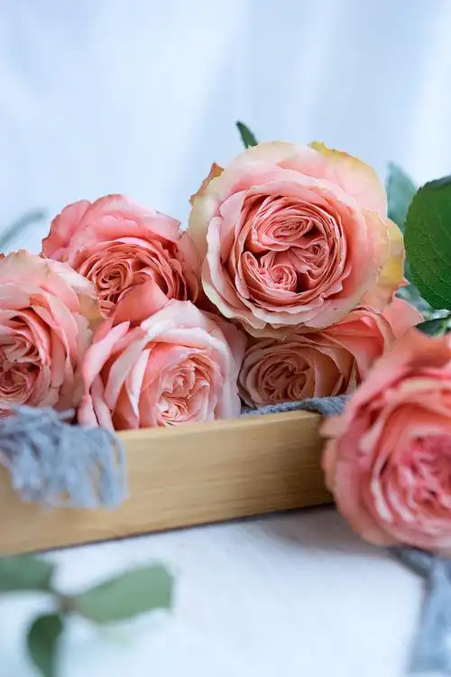 很喜欢的玫瑰——卡哈拉