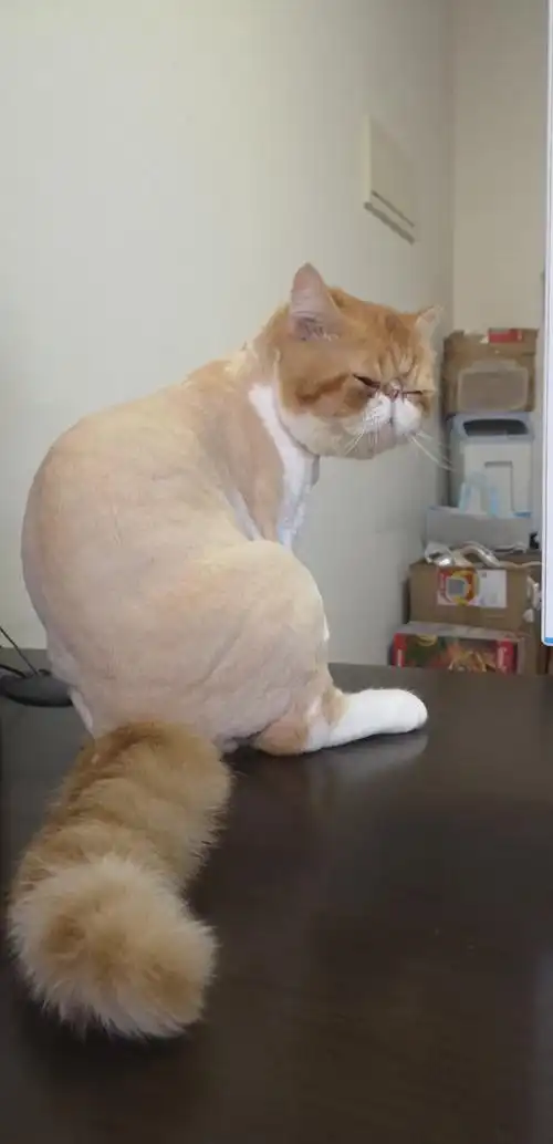 讨论你们的猫夏天剃毛吗以及剃完猫后需要穿小衣服吗