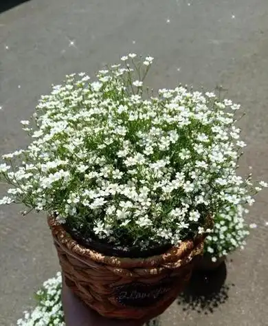 文艺草花满天星,种到家里来