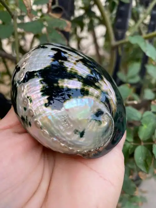 10-11厘米炫彩光泽黑金鲍 黑鲍鱼壳 天然贝壳海螺 鼠尾草燃烧壳