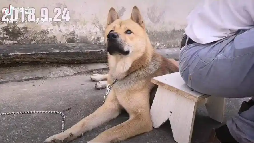 一分钟感受中华田园犬阿黄的颜值忧郁的眼神黑乎乎的嘴巴子