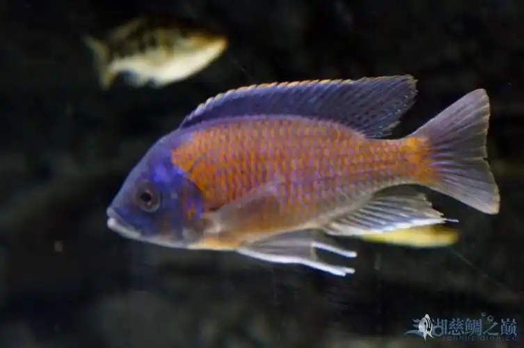 血艳红一组 - 三湖慈鲷玩家 - 龙巅三湖慈鲷