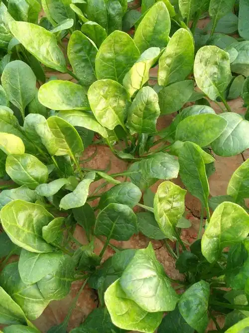 肉将军小尖叶本地土菠菜种子农家菜园高产易种老品种小叶菠菜籽蔬菜