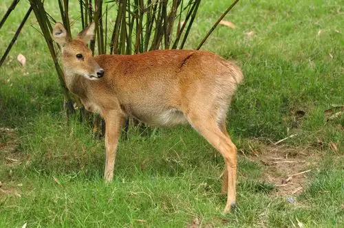 上海动物园 摄影好体验(三)食草类,食肉类,杂食类
