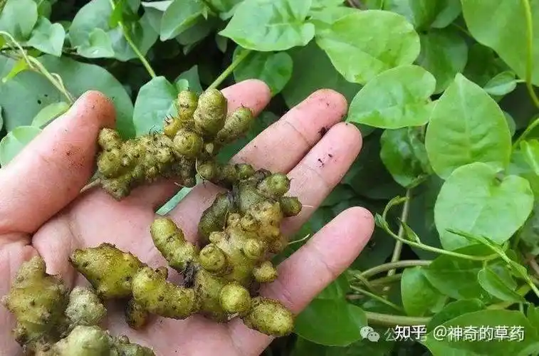 出处出自《云南思茅中草药选》别名藤子三七,小年药,土三七