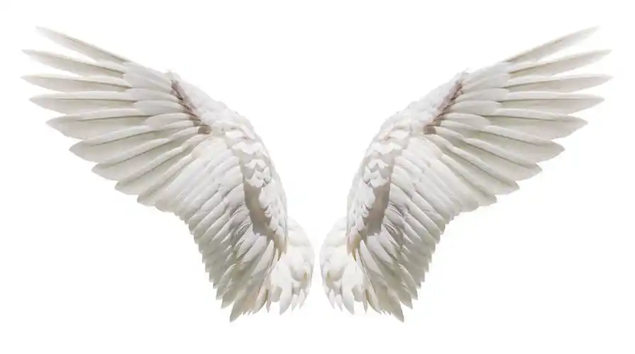 自然,白色,翼,翅膀,裁剪,局部