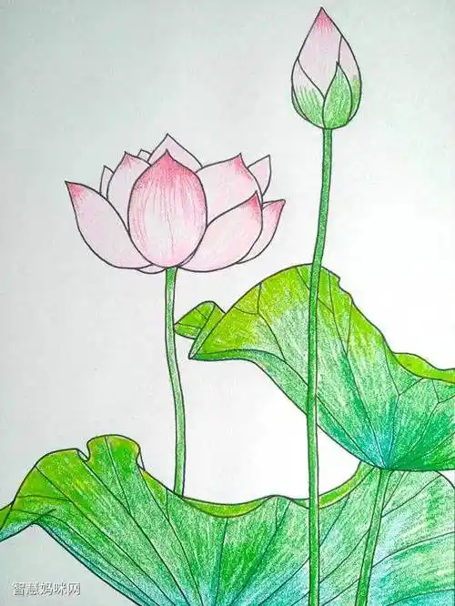 步骤3:然后我们用油画棒给荷花,荷叶上色.