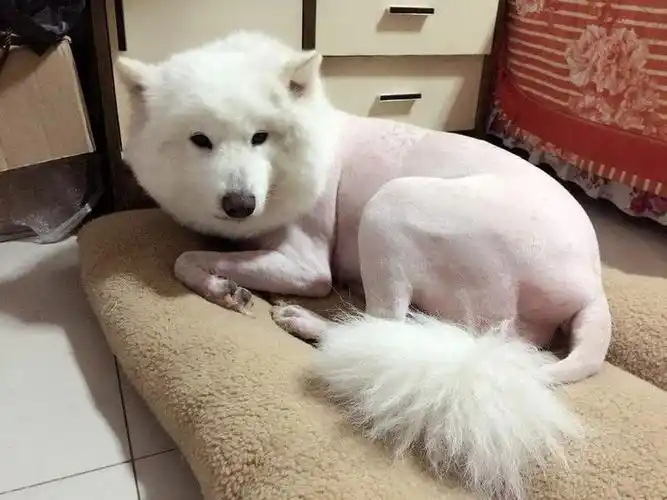 夏季给狗狗剃毛坏处和注意事项