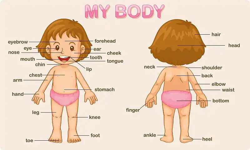 男孩的身体部位