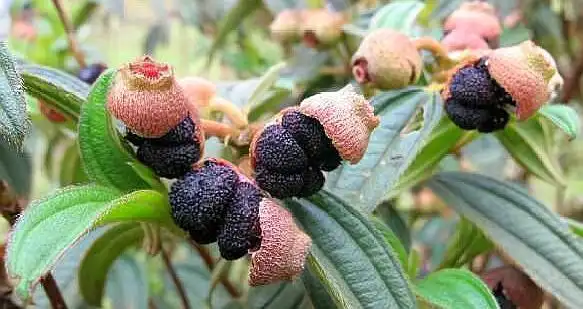 儿时回忆的各种常见野果