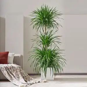 龙血树大型客厅风水树绿植室内招财盆栽千年木网红龙须树植物盆景