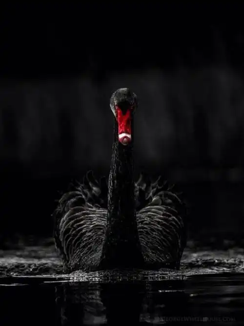 黑色的精灵,来自现居伦敦的动物摄影师george wheelhouse