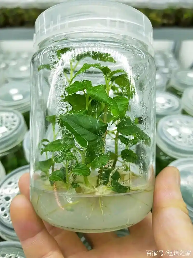 组培室(植物组织培养室)设计图