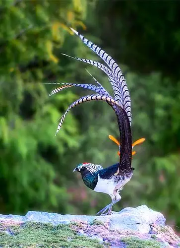 白腹锦鸡,拍摄于川西高原康定