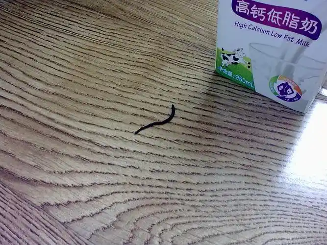 家里总是出现一条黑色细长的动物粪便,大家来帮忙看看是什么动物拉的.