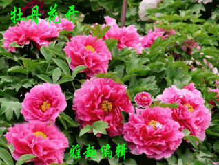 318_240gif 动态图 动图