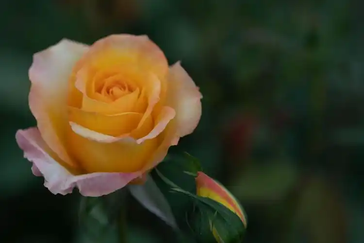 月季花不像牡丹那样姿态动人,也不像桂花那样香飘十里,它依然那样默默
