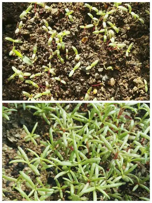 太阳花生长记(海小402班,陈奕霖)