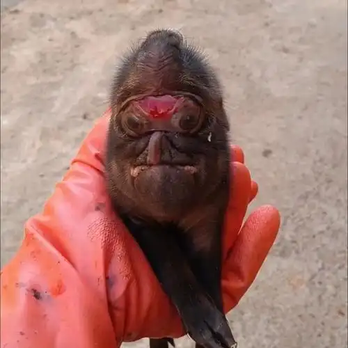 猪生象?云南一母猪诞下两只猪仔形似大象,专家:动物胎胚畸形发育