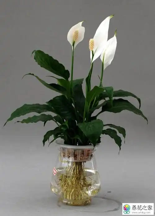 水培白掌花枝长不高花朵开得小是怎么回事_养花之家