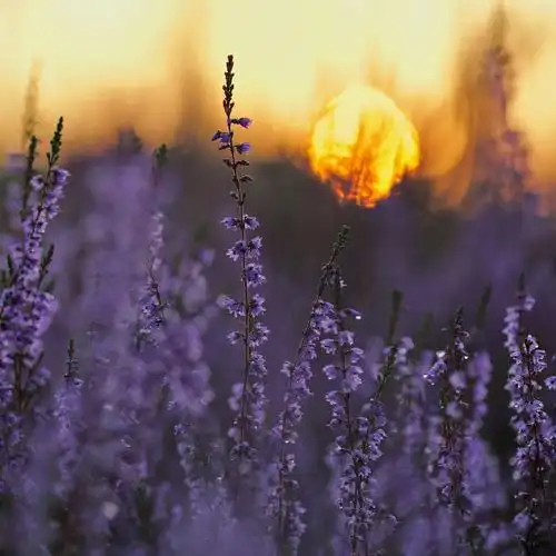唯美植物意境图片1024*1024高清壁纸高清大图预览其它尺寸_植物壁纸