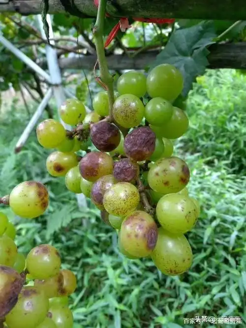 葡萄炭疽病,蔫坏的老实孩子