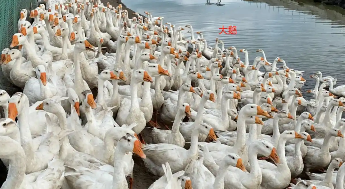 大鹅和鸭子的区别