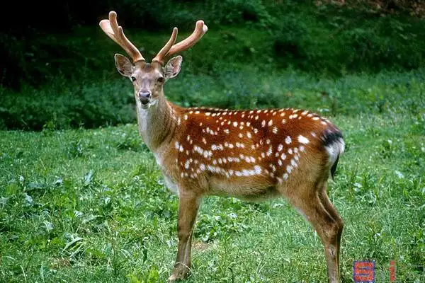 梅花鹿_鹿_花鹿_花鹿茸_黄毛茸