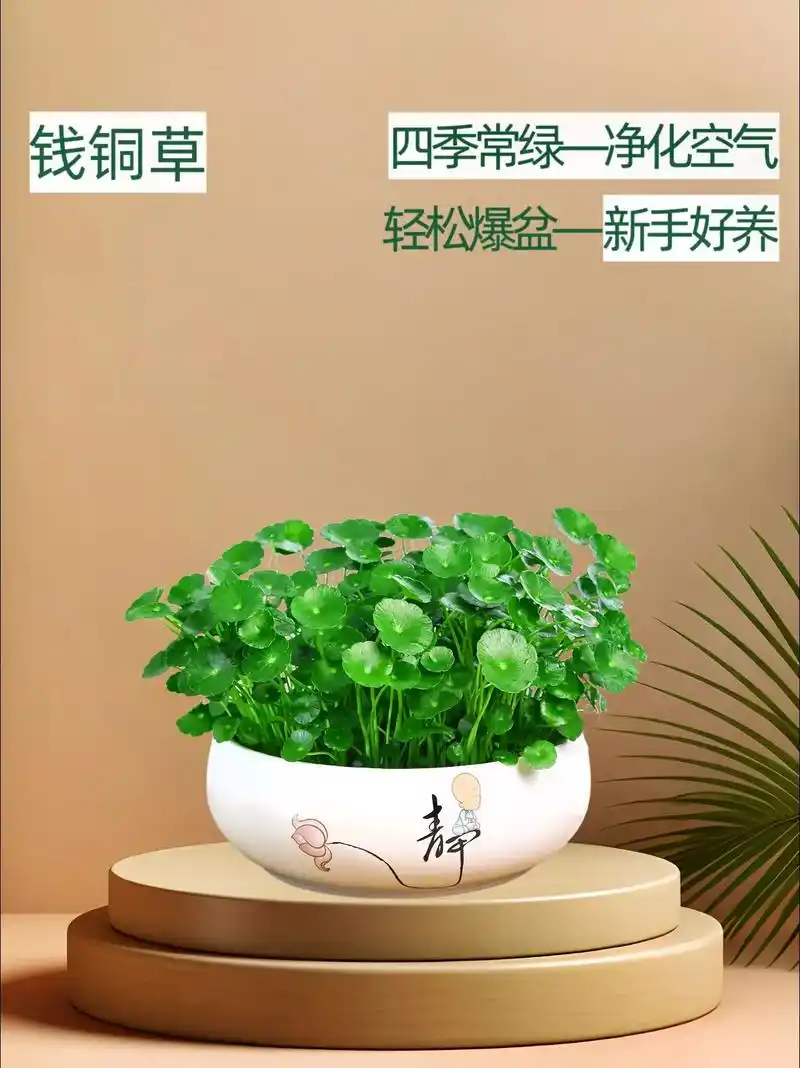 带叶片铜钱草水培盆栽植物水养绿植金钱好养.钱铜草,寓意吉祥, - 抖音
