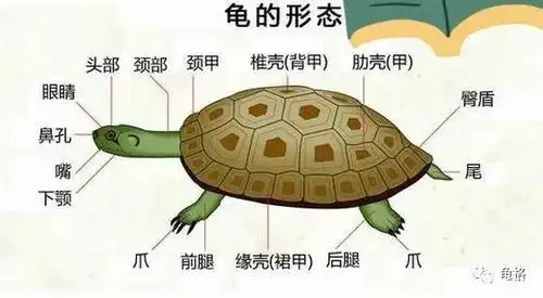 龟龟虽小,五脏俱全——龟龟身体器官详解,科普文章请收藏