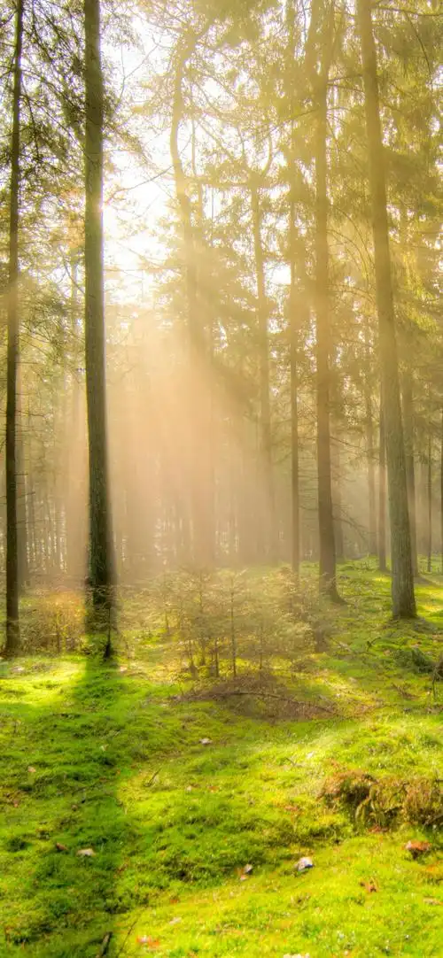 大自然森林风景手机壁纸_森林清新风护眼手机壁纸_三千图片网