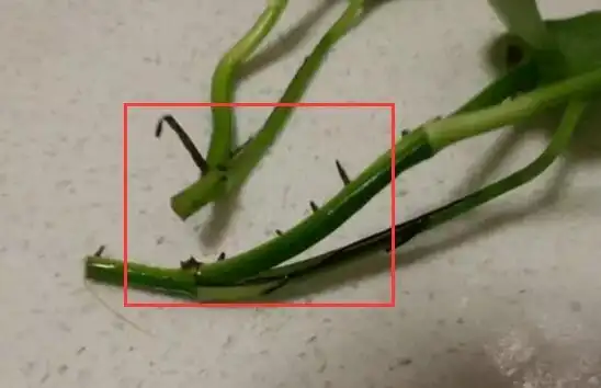 水培的绿萝其实更容易生根,唱的也很快,但论生存稳定来说,还是比不上