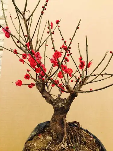 红梅盆景树桩实物腊梅红梅树苗乌梅绿梅朱砂梅室内绿植盆栽包邮
