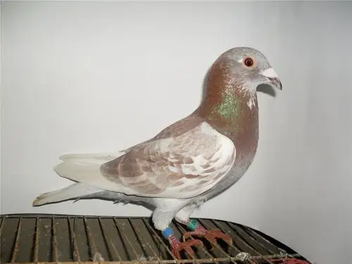 漂亮红绛_相册_赛鸽资讯网